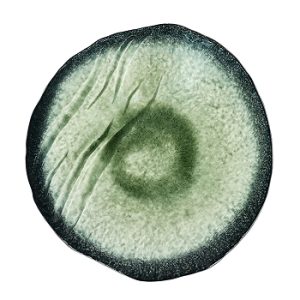 piatto verde celadon CHG171