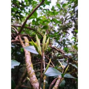 ARBOR BUDS 100 g