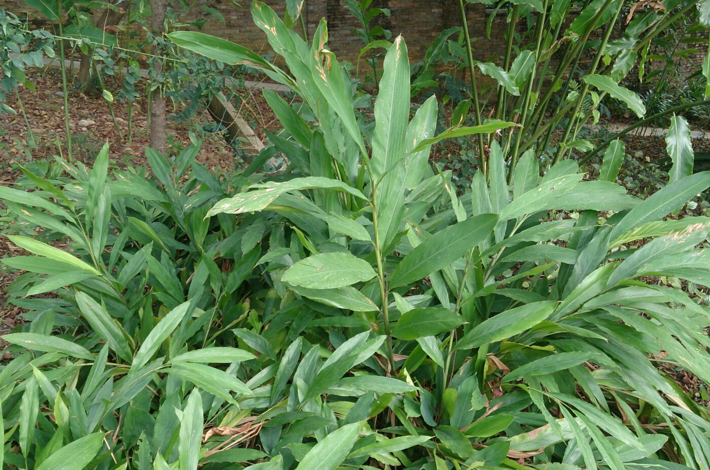 Cardamomo, la regina delle spezie: in India è cominciato il raccolto