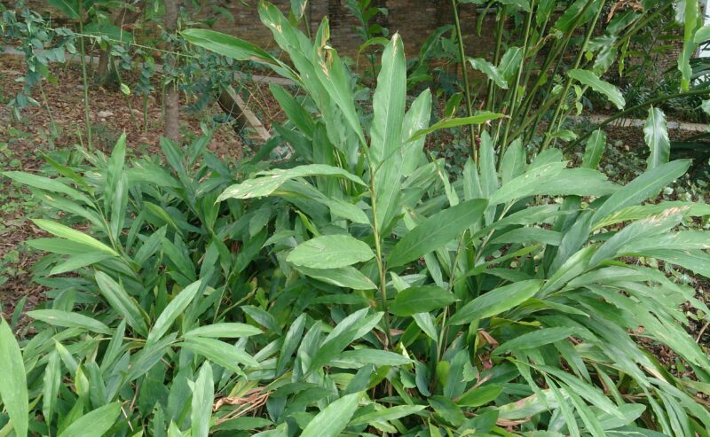 Cardamomo, la regina delle spezie: in India è cominciato il raccolto