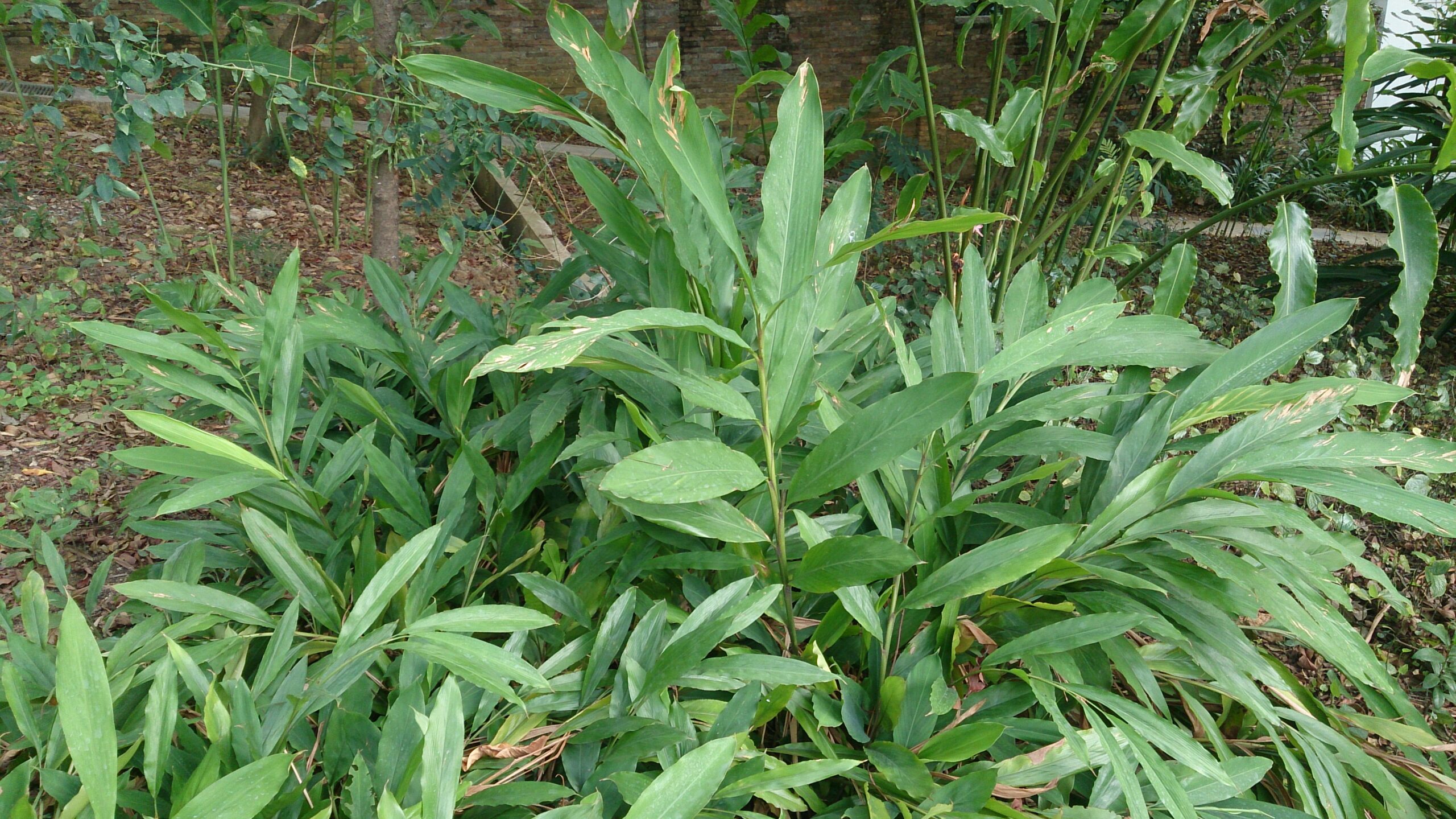 Cardamomo, la regina delle spezie: in India è cominciato il raccolto