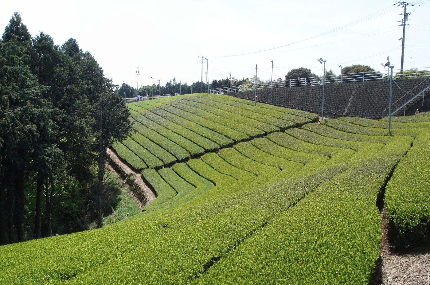 I campi di tè di Shizuoka si svuotano: perché il sencha giapponese vale sempre di più