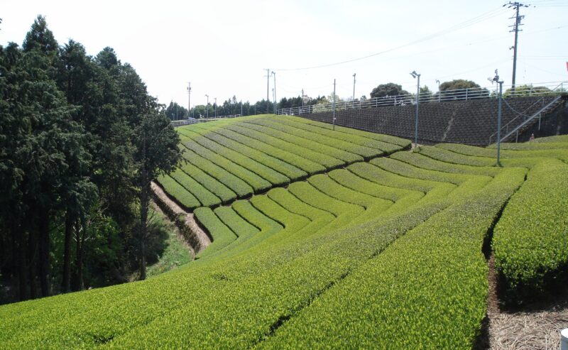 I campi di tè di Shizuoka si svuotano: perché il sencha giapponese vale sempre di più