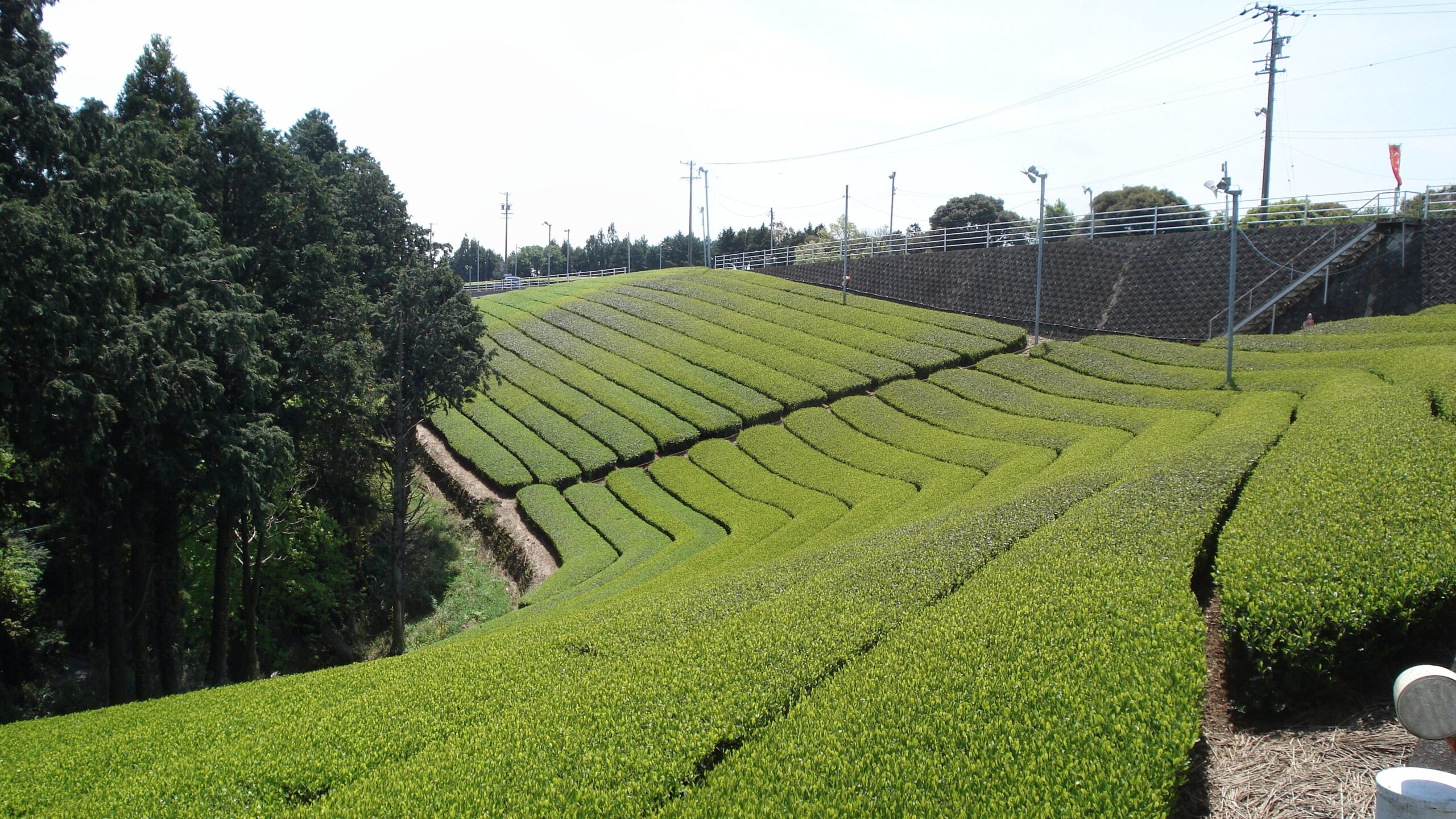 I campi di tè di Shizuoka si svuotano: perché il sencha giapponese vale sempre di più